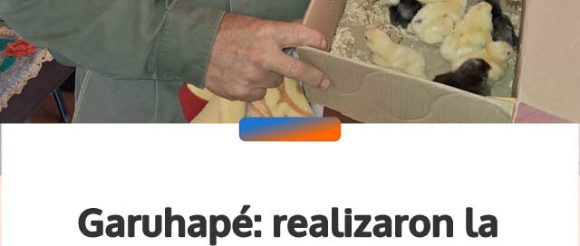 Garuhapé: realizaron la quinta entrega de pollitos camperos en lo que va de 2026